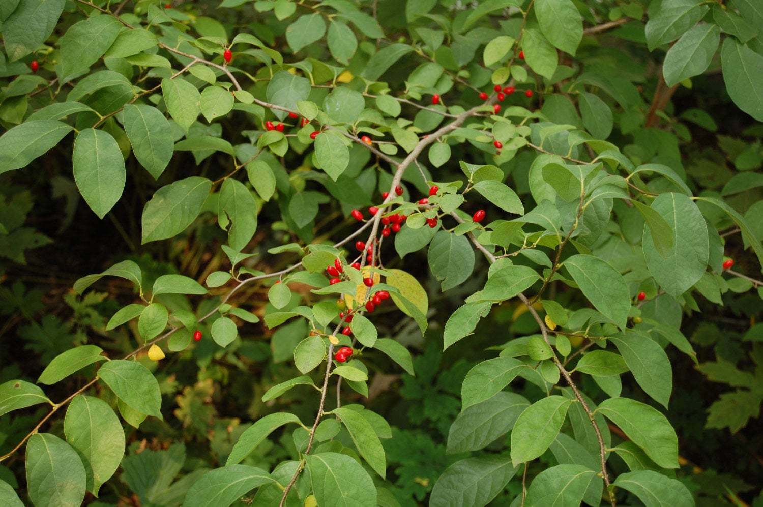 Spice Bush, Pond Berry, 4