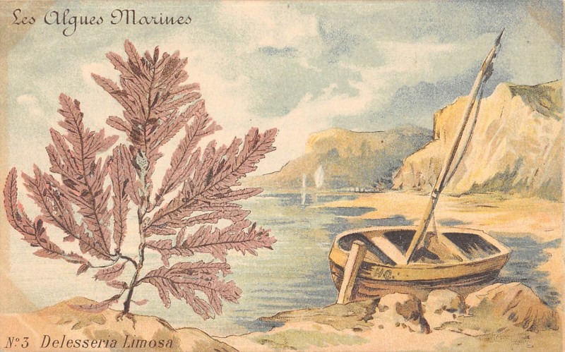 Cpa Illustrateur / Les Algues Marines / Delesseria Limosa