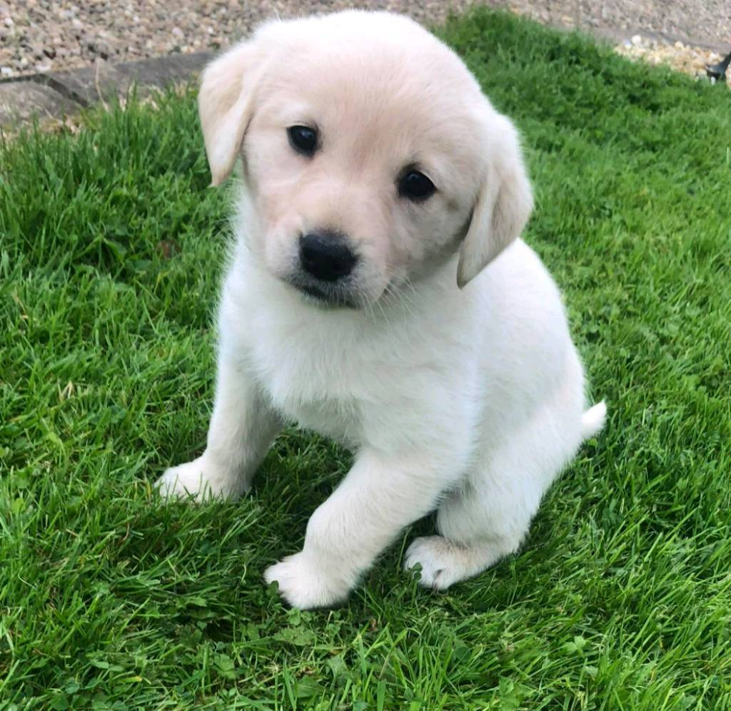 Golden labrador puppies for sale. - %24 86