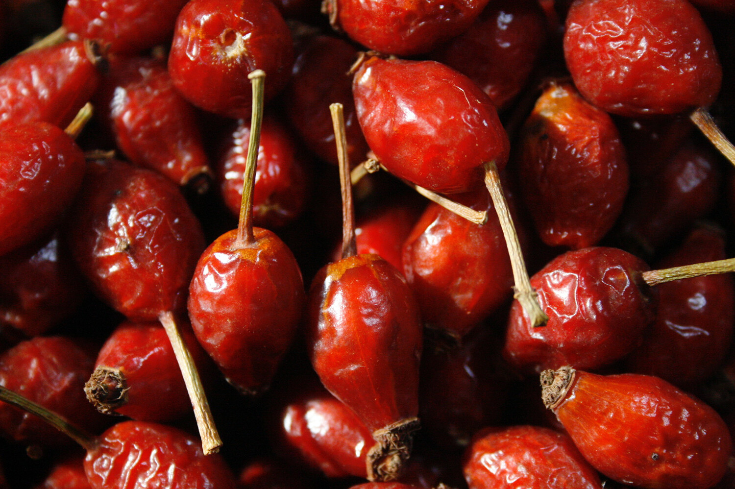 6oz Wildcrafted Rose Hips: Whole Raw Organic Wild Rose Hips