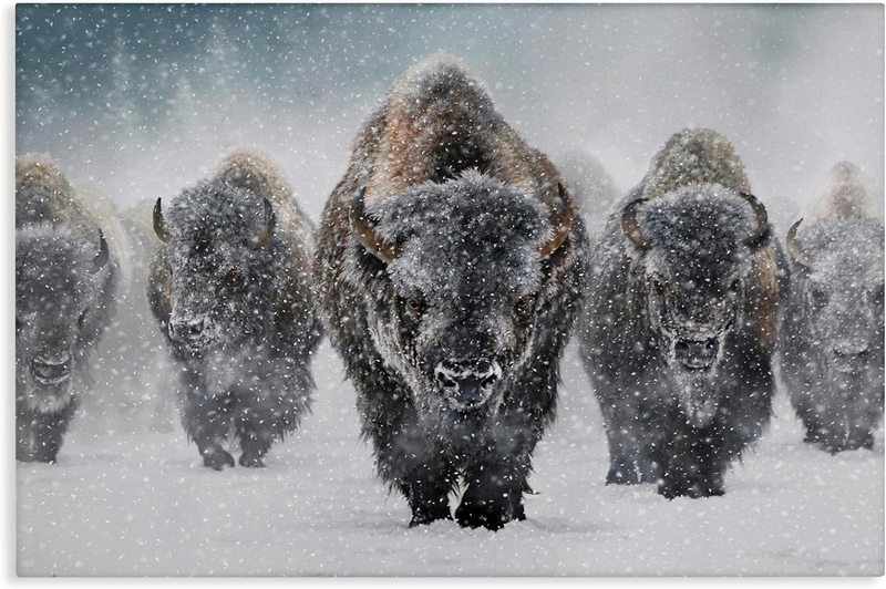 Majestic BISON in Snow Canvas Art by Mark Kelso - 36x24 Inches