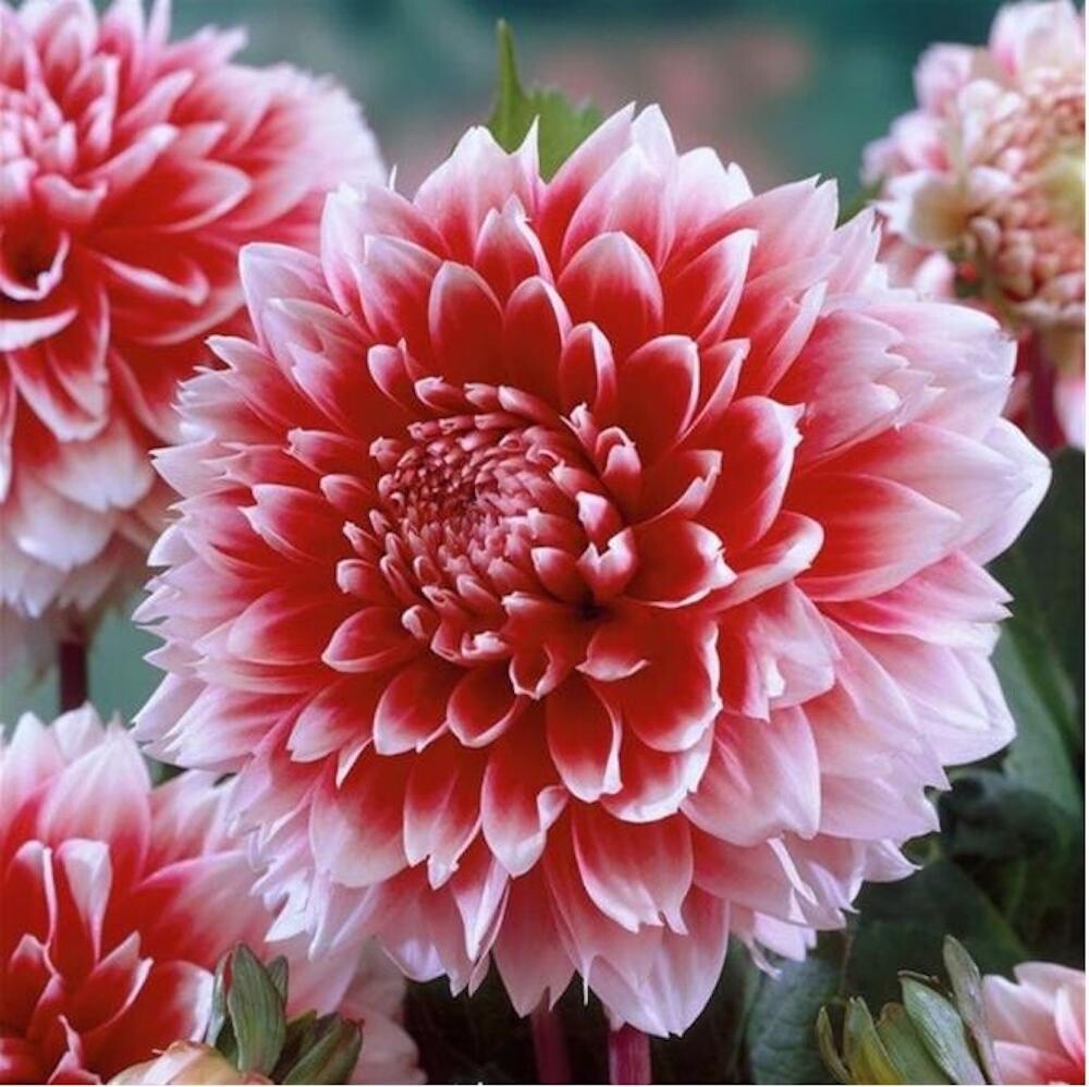 Ｄahlia☆ $_57.JPG?set_id=880000500F