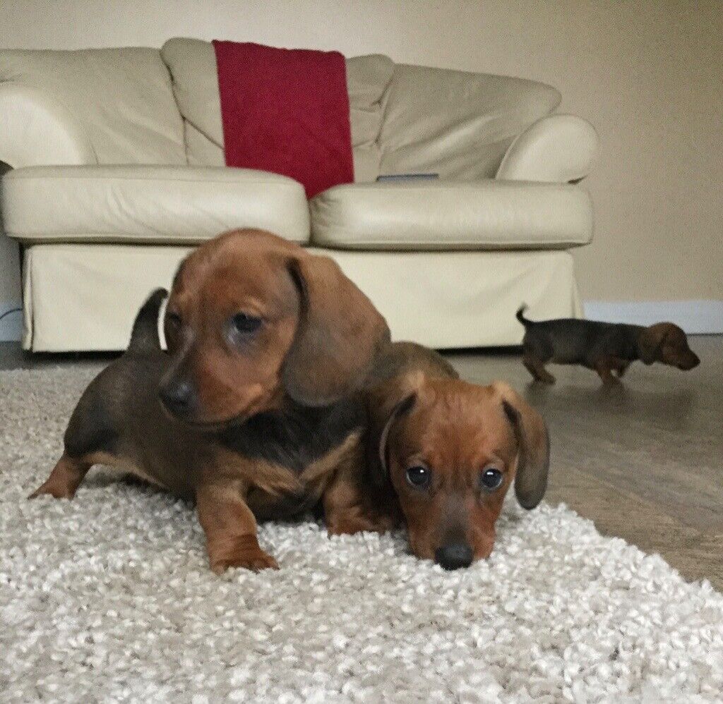 Stunning miniature smooth haired dachshund puppies in