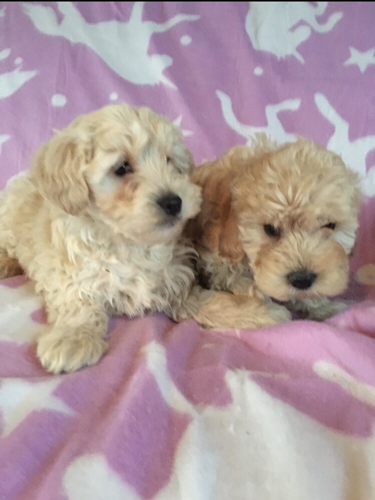 Cavapoochon puppies in Bonnybridge, Falkirk Gumtree