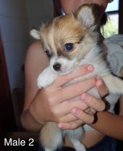 Long Haired Chihuahua Dogs Puppies Gumtree Australia