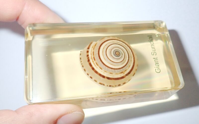 Giant Sundial Seashell Specimen in Amber Clear Lucite Block Education Aid BK2A