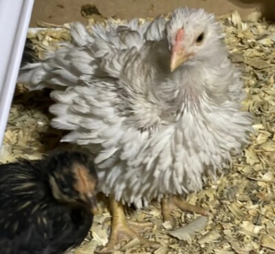 10 Easter Egger Frizzells Chicken Hatching Eggs 