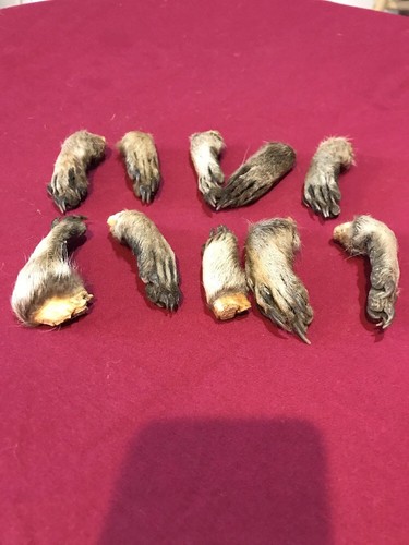 Raccoon feet cured legs art claws Witchcraft Voodoo Skull Mount Oddity Craft