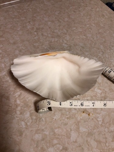 Vintage Sea Shell Ocean Beach Seaside Seashell Decor 8” Soap / Candy Dish / Tray