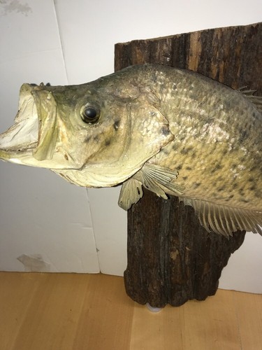 Real Skin Mount Large Mouth Bass Fish Taxidermy Crappie Pike Driftwood