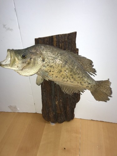 Real Skin Mount Large Mouth Bass Fish Taxidermy Crappie Pike Driftwood