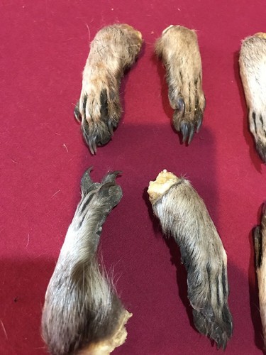 Raccoon feet cured legs art claws Witchcraft Voodoo Skull Mount Oddity Craft