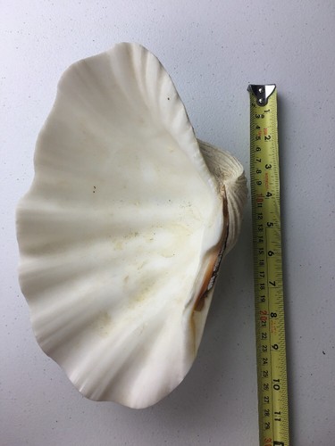 VINTAGE LARGE GIANT NATURAL CLAM SHELL TRIDACNA GIGAS SEASHELL RARE Sh-one