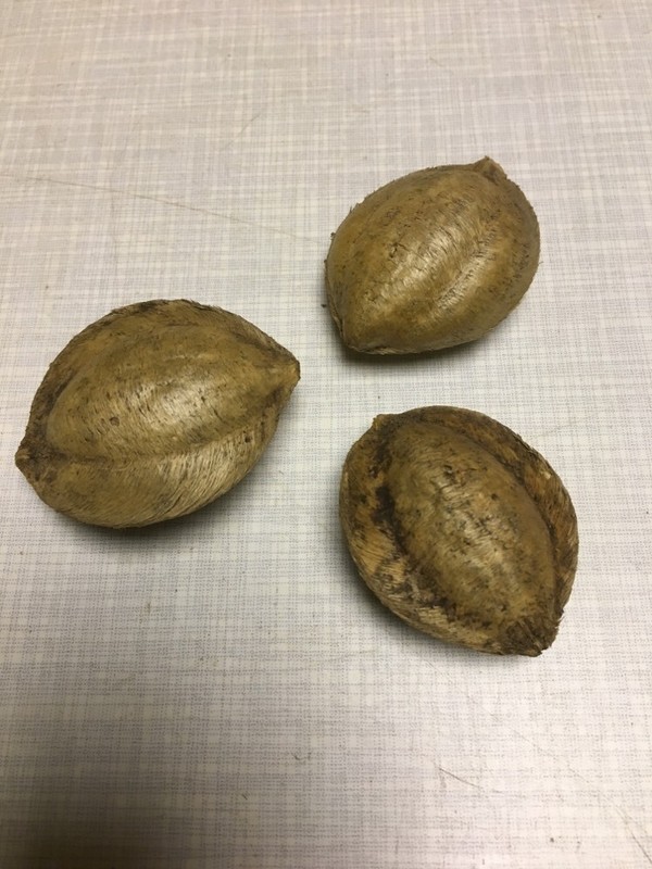 Seemandelbaum Terminalia Catappa Ketapang 3  Saatmandeln / Samen