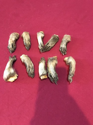 Raccoon feet cured legs art claws Witchcraft Voodoo Skull Mount Oddity Craft