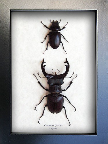 アート・デザイン・音楽 IL CERVo VOLANTE (Coleoptera lucanidae) アート・デザイン・音楽 IL CERVo VOLANTE (Coleoptera