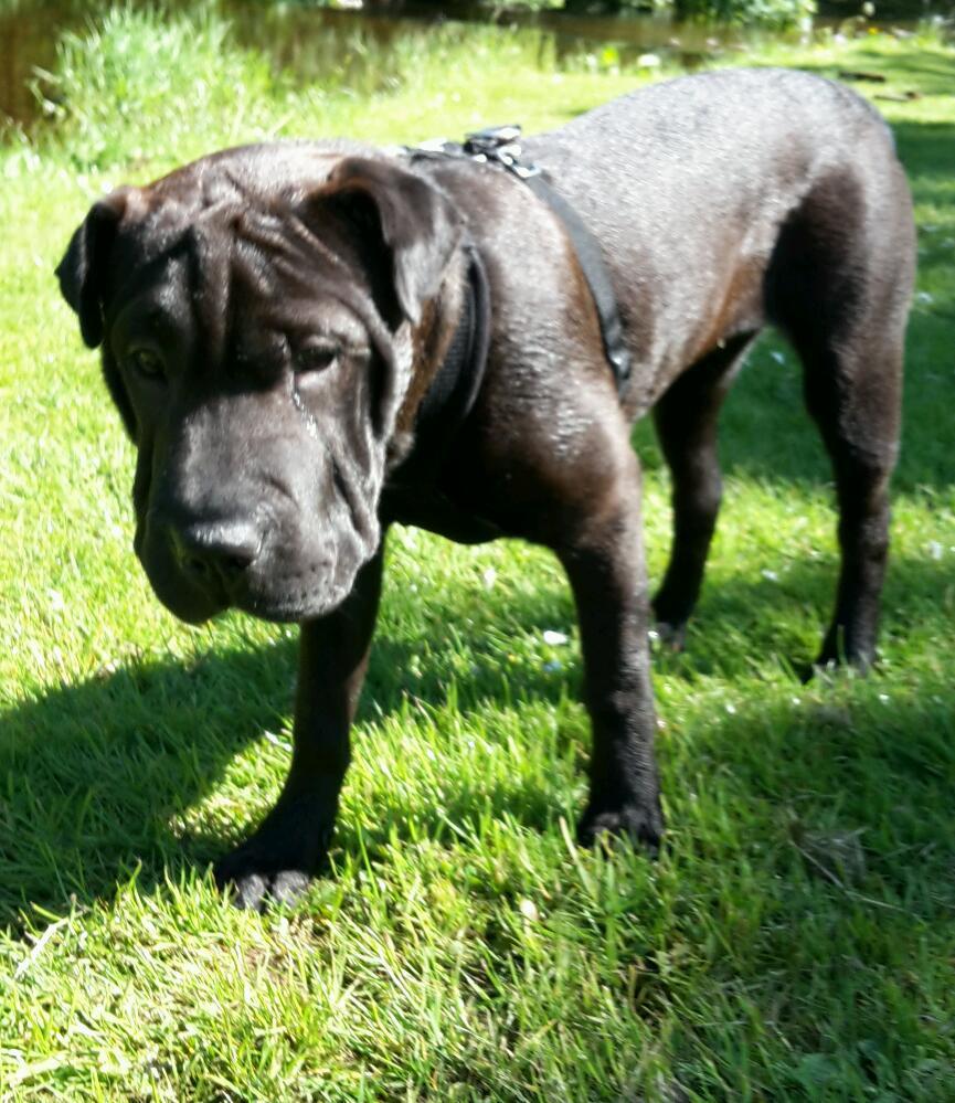 Shar pei x staffy in Milngavie, Glasgow Gumtree