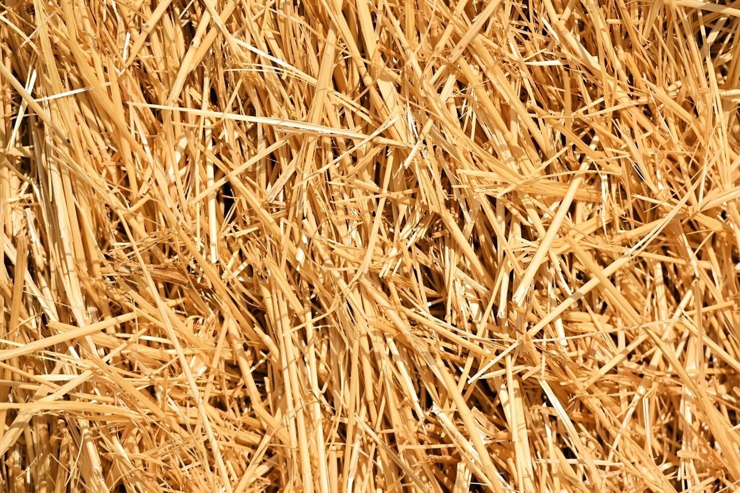 1/2 Pound Natural Wheat Straw for Animal Bedding, Garden Mulch & Compost