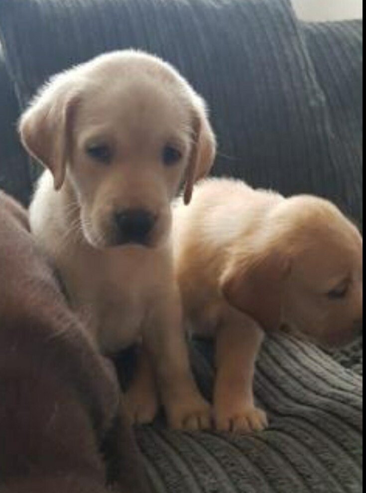 Yellow labrador puppies in Sittingbourne, Kent Gumtree