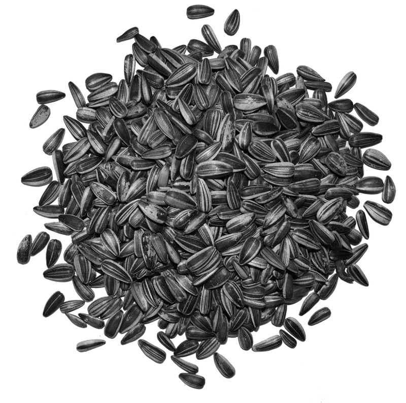 Sonnenblumenkerne Gestreift 10 Kg 3-Fach Gereinigt Vogelfutter Winterfutter Top