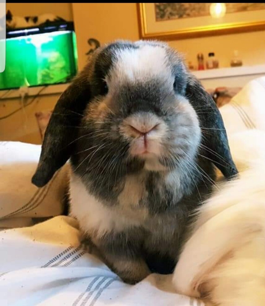 Mini Lop female rabbit with large cage. in Kinross, Perth and Kinross