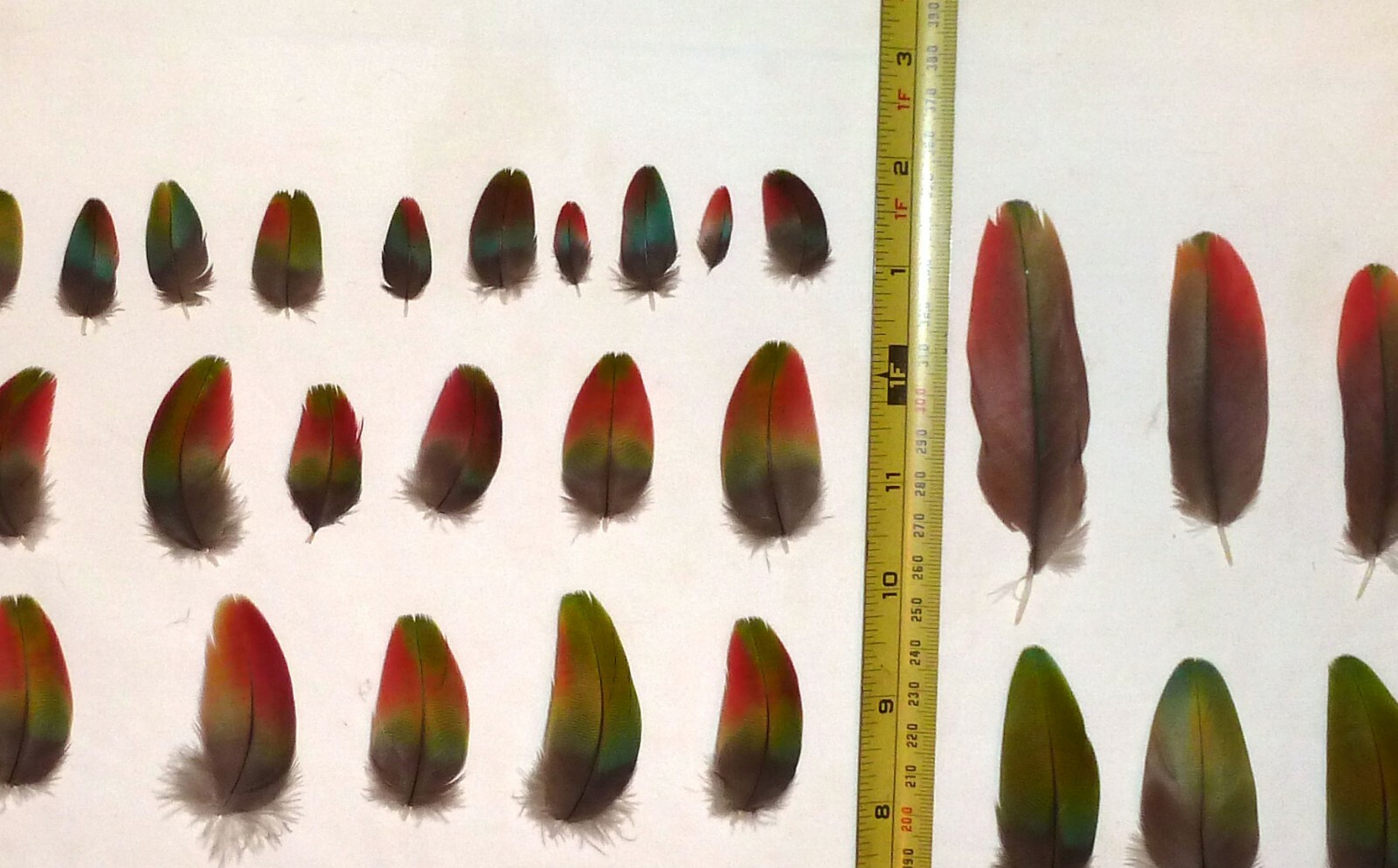 47 Macaw Green wing Macaw Multi-color feathers, Beautiful, Great condition Nice!