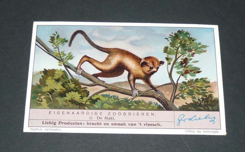 Chromo Liebig Oxo 1937 Serie 1359 Zoogdieren Mammiferes Bizarres NÂ°1 Maki