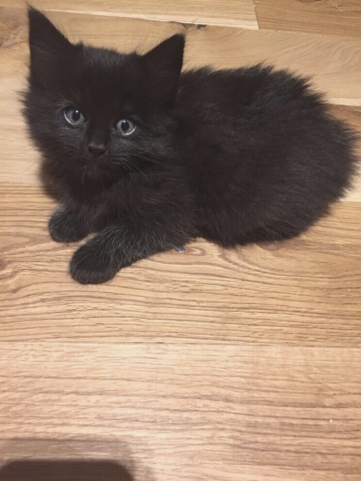 Maine coon cross bengal kittens ready now in SuttoninAshfield, Nottinghamshire Gumtree