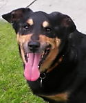 briantroydog