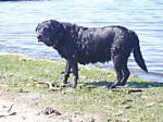 black-labradors