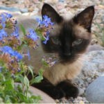 cattypuss51