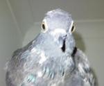 feral_pigeon