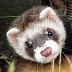 gnabgib
