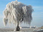 white-willowz_bazaar