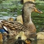 duckcottagebooks