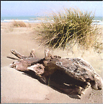 sulledune