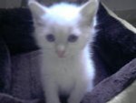 angel*33