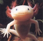 axolotlyxx