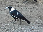 magpie3911