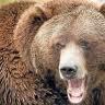 bear-57