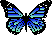 butterfly-carole