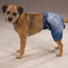 Dog Shorts - Denim Cotton Dog Shorts - Small (S) (Zack & Zoey)