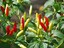 HOT-Florida-Grove-Pepper-Seeds-From-100-Organic-Plants-SUPER-HOT