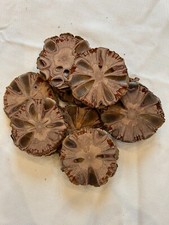 Plastry Banksia Grandis, plastry stożkowe Banksia, podstawki, plastry naturalne -8cm