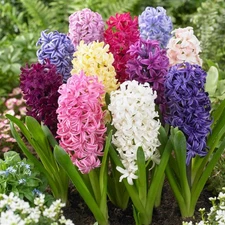 Easy to Grow Hyacinth Fragrant Path Mix 20 Plant Bulbs, Spring Zones 4-8