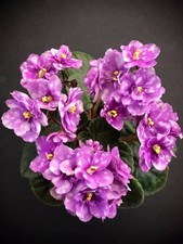 African Violet Leaves (2), Hunter's Kryptonite (SM)