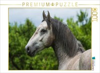 Calvendo Puzzle Young Lipizzaner Stallion | 1000 Pieces, Finished Size 25.2 × 18