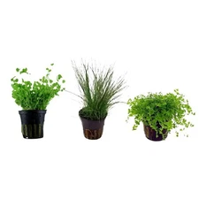 Aquarium Foreground Plant Bundle – 3 Pots Live Aquarium Plants BUY 2 GET 1 FREE