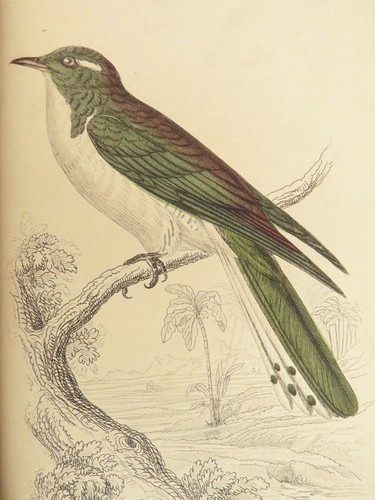 1840 BIRDS Ornithology William Jardine Western Africa Naturalist Color Plates - Picture 24 of 24