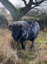 Icelandic Sheep’s fleece. Spinning/weaving/ needlefelting. Washed. 50g
